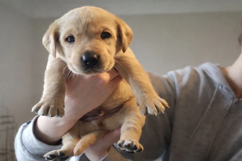 Labrador Retriever