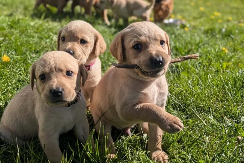 Labrador Retriever