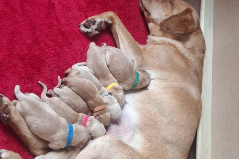 Labrador Retriever