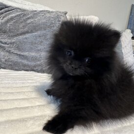 Pomeranian