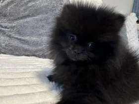 Pomeranian
