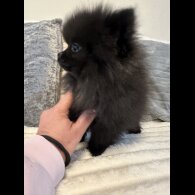 Pomeranian