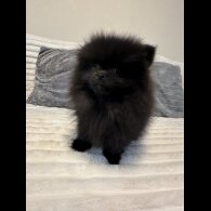 Pomeranian