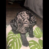 Cockapoo