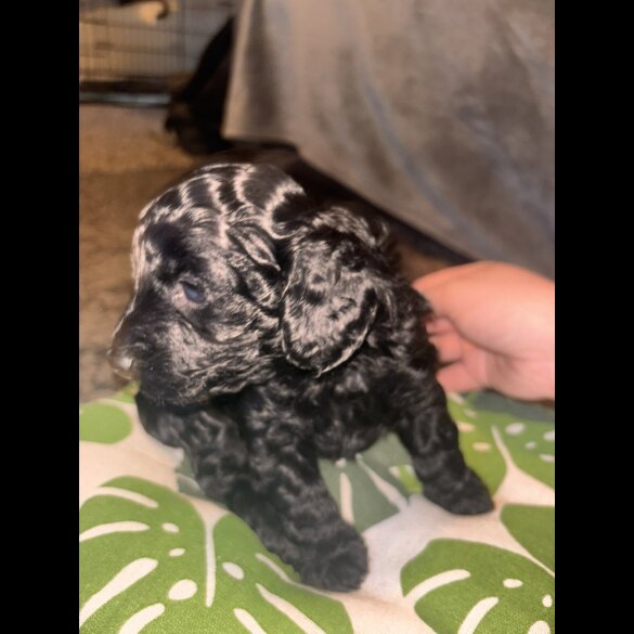 Cockapoo