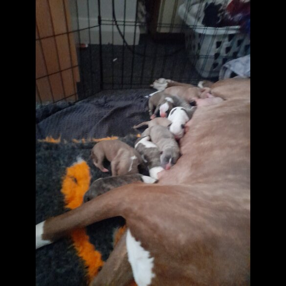 Alapaha Blue Blood Bulldog