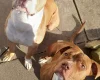 Alapaha Blue Blood Bulldog