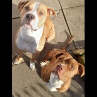 Alapaha Blue Blood Bulldog