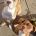 Alapaha Blue Blood Bulldog