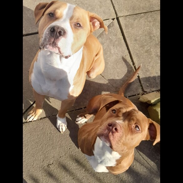 Alapaha Blue Blood Bulldog