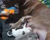 Alapaha Blue Blood Bulldog