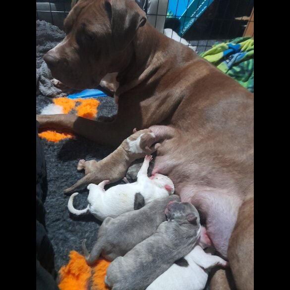 Alapaha Blue Blood Bulldog