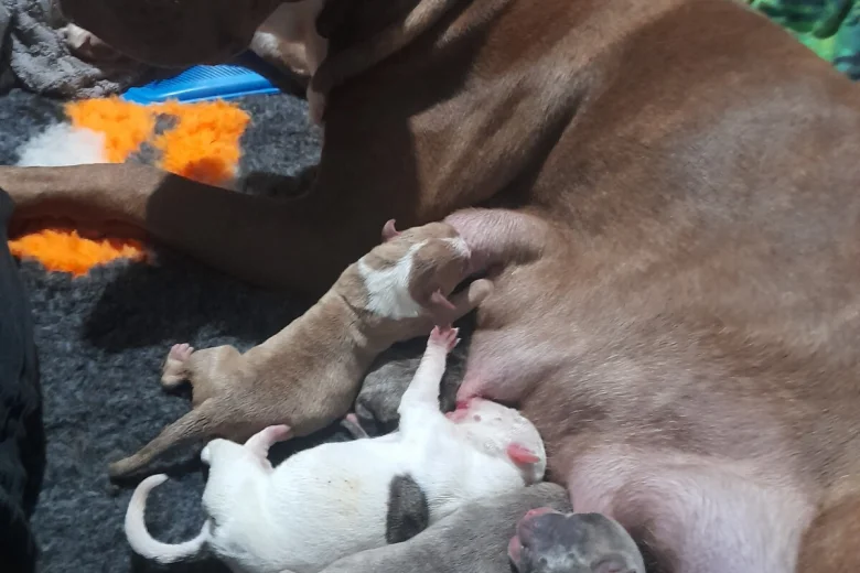 Alapaha Blue Blood Bulldog