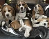 Beagle