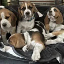 Beagle