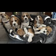 Beagle