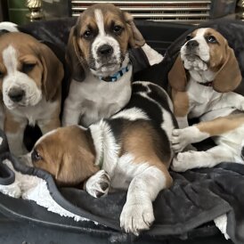 Beagle