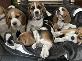 Beagle