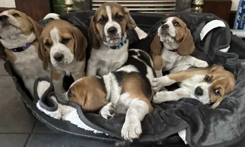 Beagle