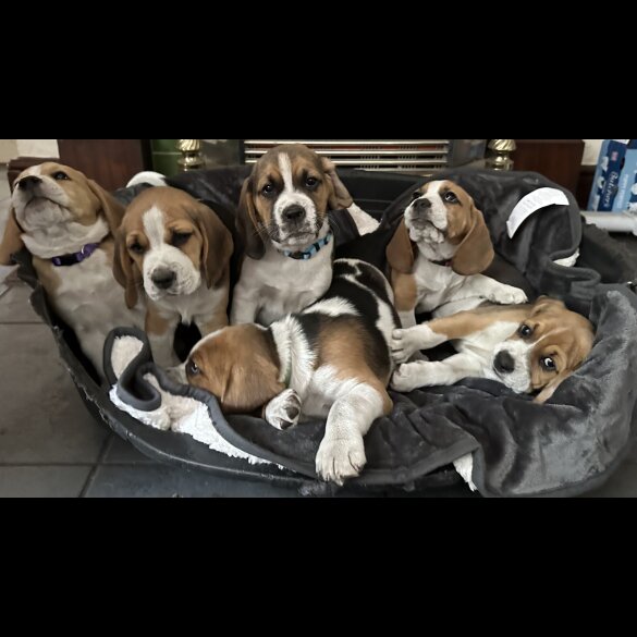Beagle