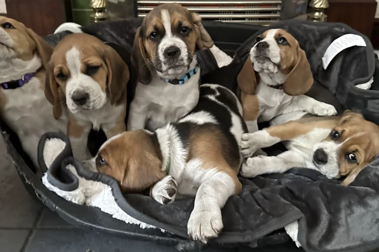 Beagle