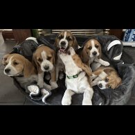 Beagle