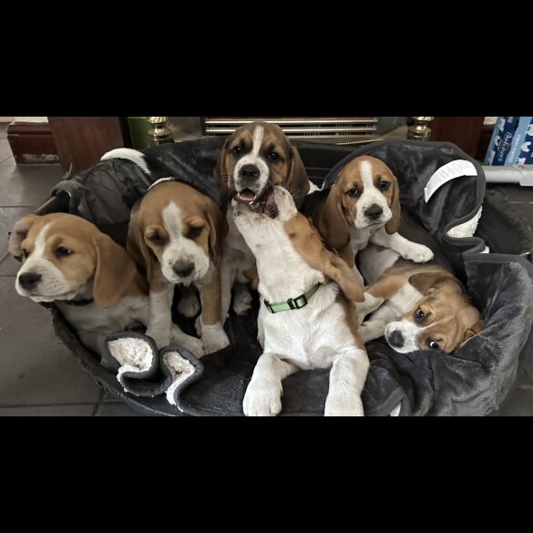 Beagle