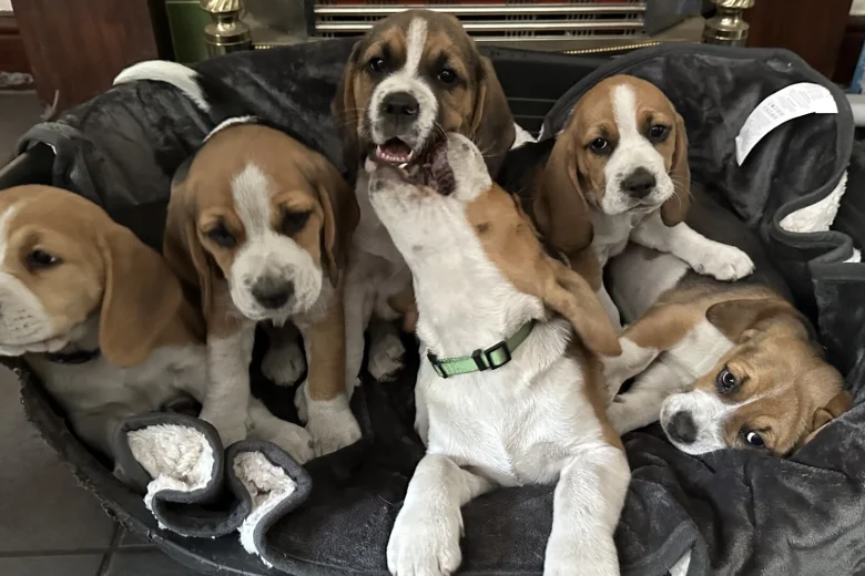 Beagle