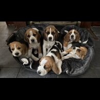 Beagle