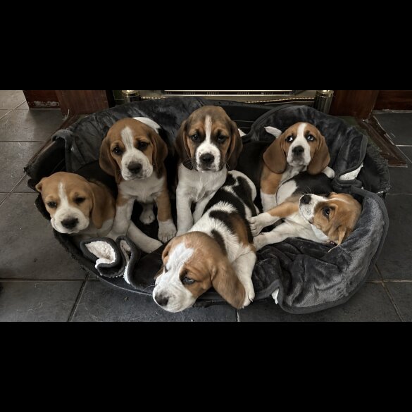 Beagle