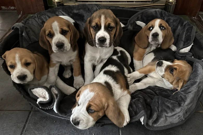 Beagle