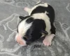 Biewer Terrier