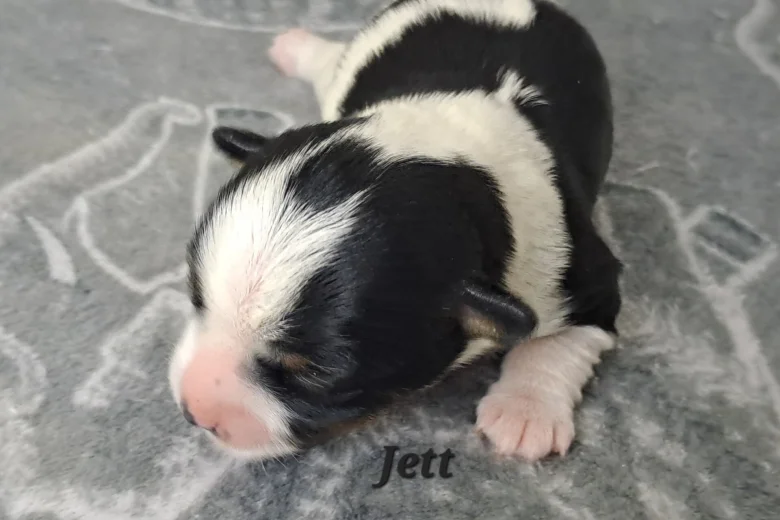 Biewer Terrier