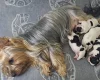 Biewer Terrier