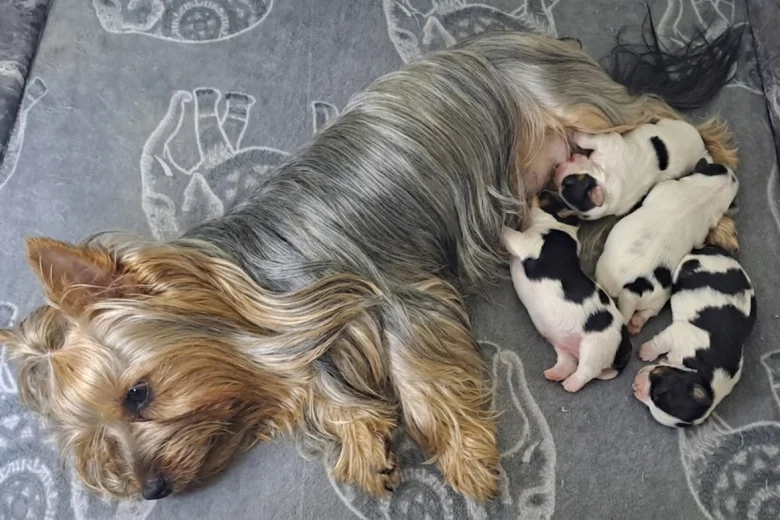 Biewer Terrier