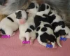 Biewer Terrier