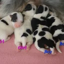 Biewer Terrier