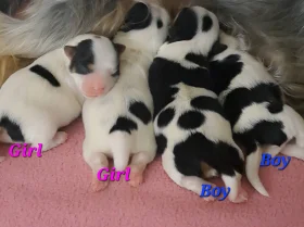 Biewer Terrier