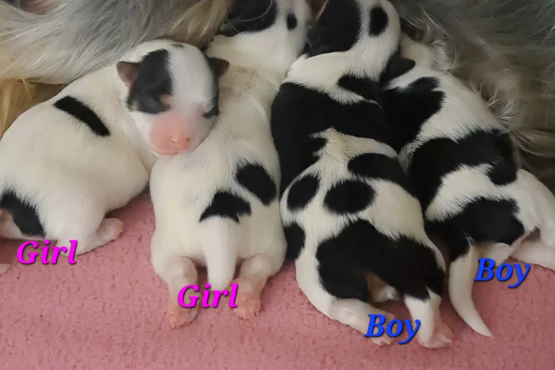 Biewer Terrier