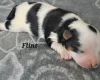 Biewer Terrier