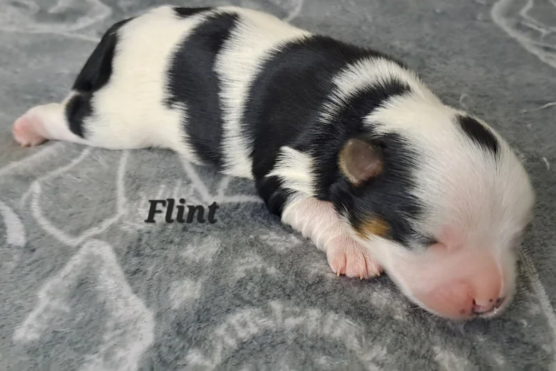 Biewer Terrier