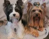 Biewer Terrier