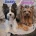 Biewer Terrier