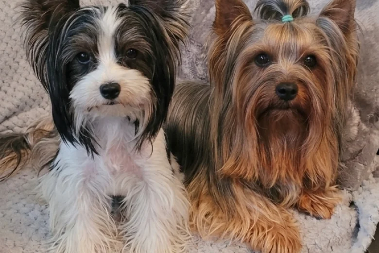 Biewer Terrier