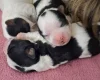 Biewer Terrier