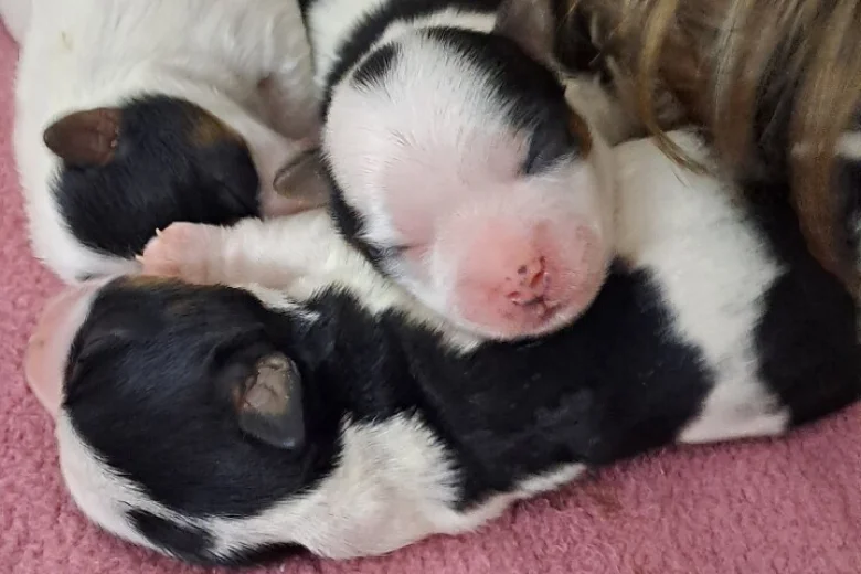 Biewer Terrier