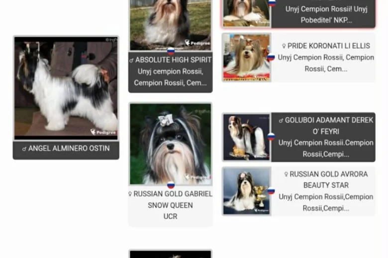 Biewer Terrier