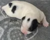 Biewer Terrier