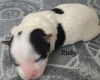 Biewer Terrier