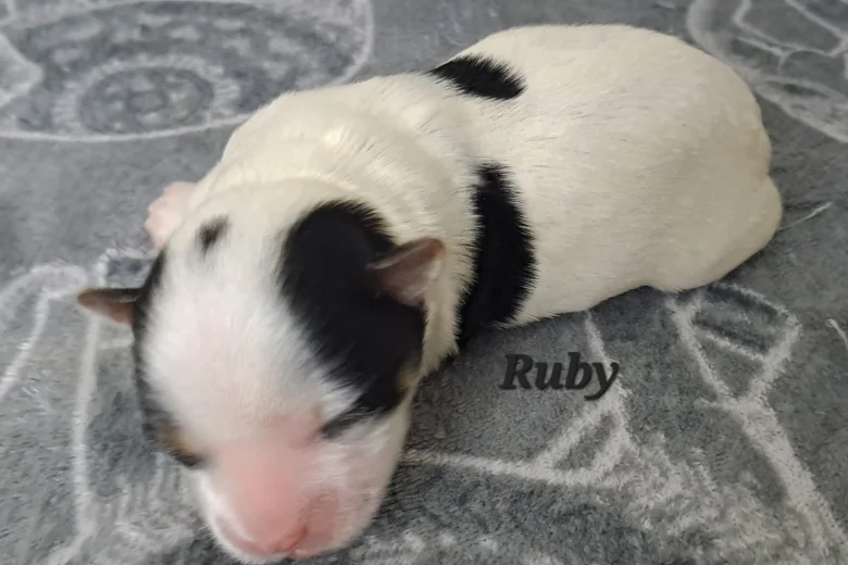 Biewer Terrier